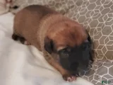 Belgian Malinois Puppy 1