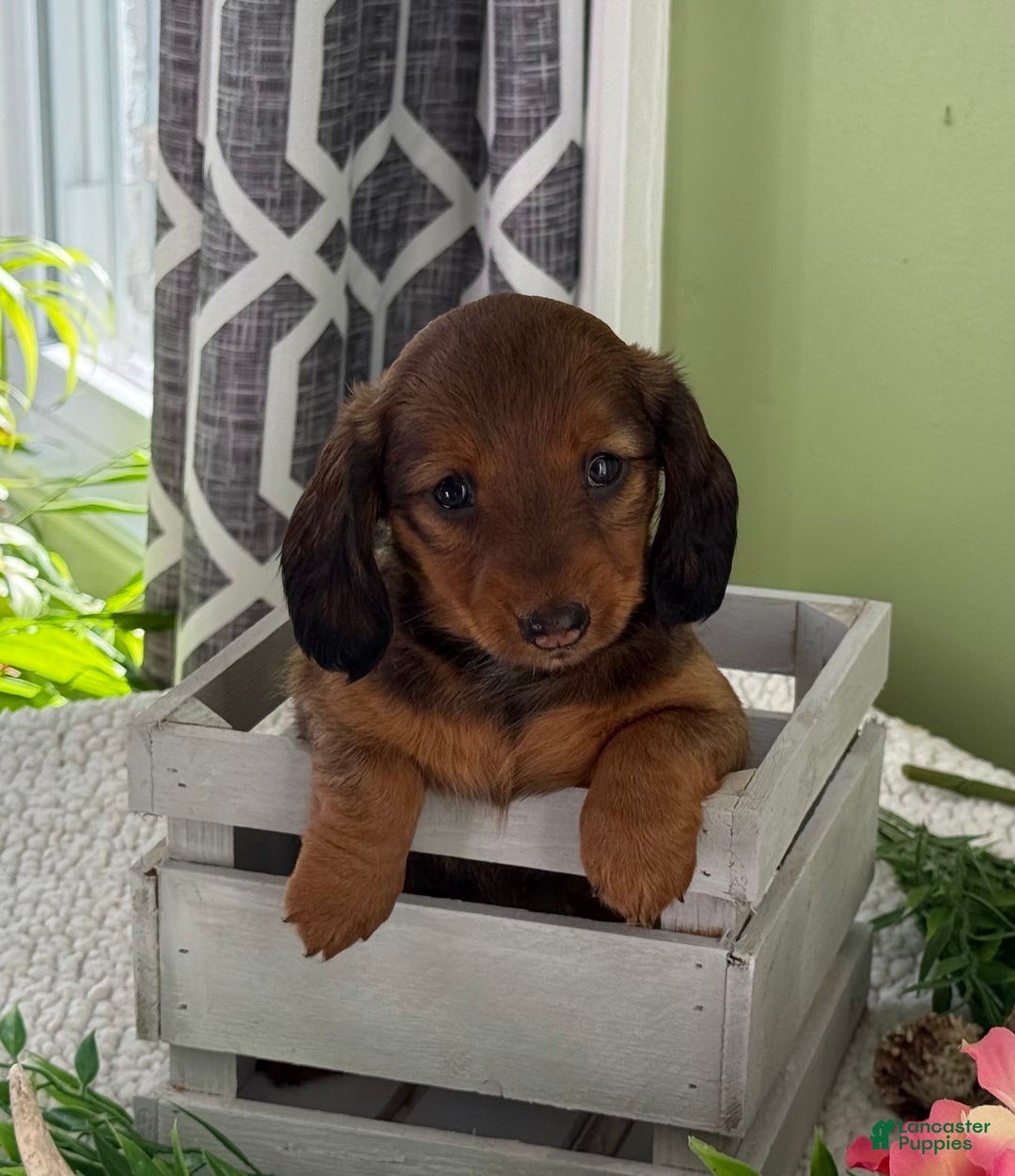 Miniature Dachshund dogs for sale: Juniper - Ad 6