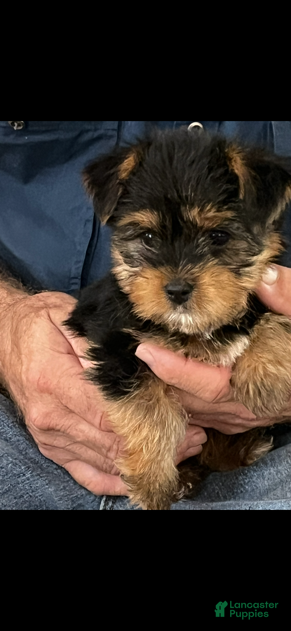 Yorkshire Terrier dogs Paisley - Ad 2