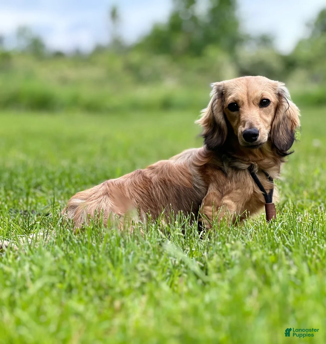 Miniature Dachshund dogs for sale: Miniature Dachshund Nancy - Ad 2