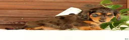Miniature Dachshund dogs for sale: Thomas - Ad 5