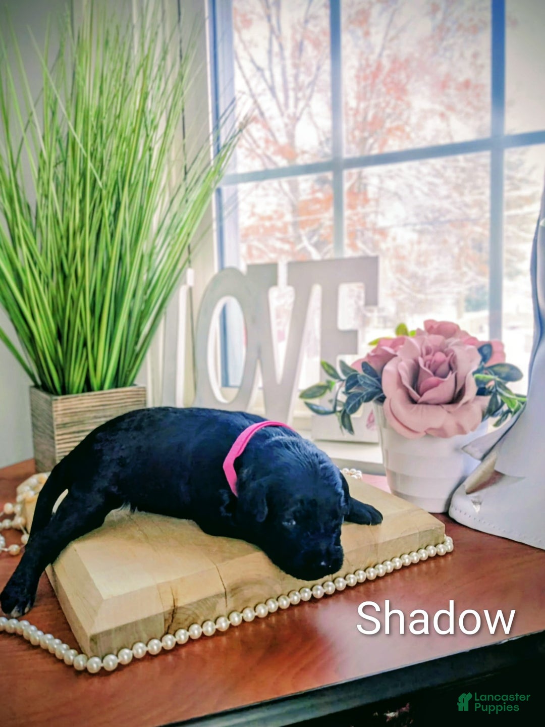 Mixed Breed dogs for sale: Golden Mountain Doodle Puppy 4 - Ad 2