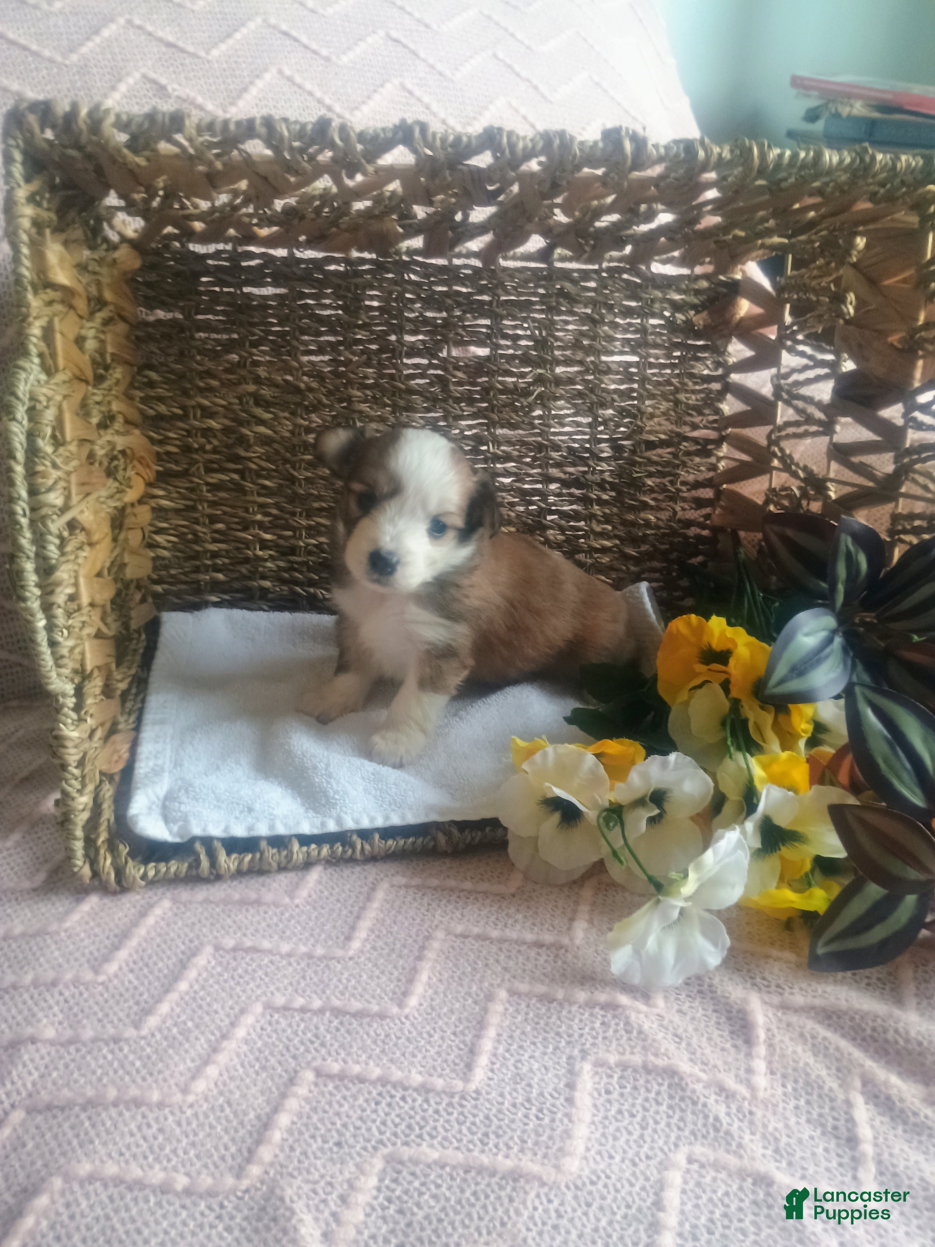 Mixed Breed dogs Mixed Breed Puppy 4 - Ad 20