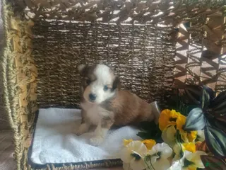 Mixed Breed dogs Mixed Breed Puppy 4 - Ad 20