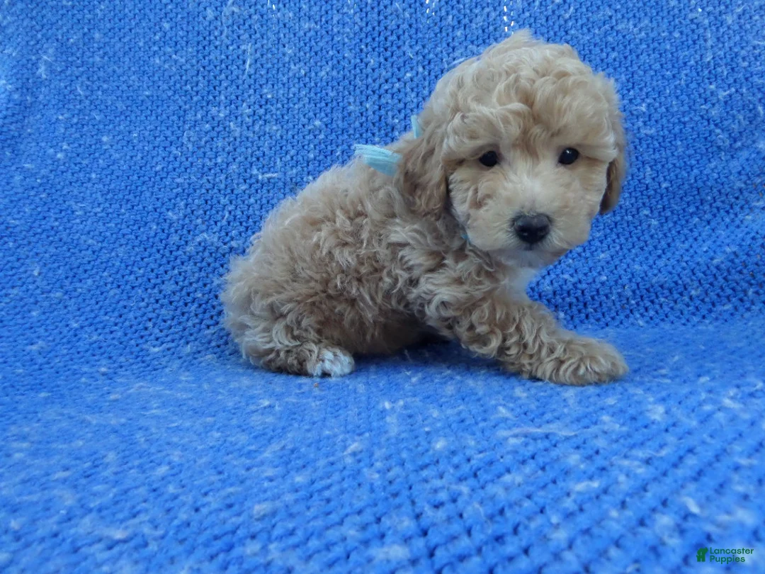 Toy Poodle dogs for sale: Olly - Ad 1