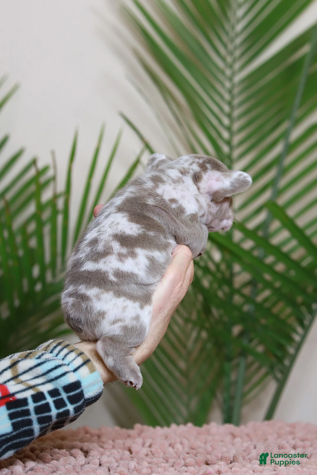 French Bulldog dogs for sale: REGINA - Ad 8