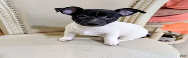 LES