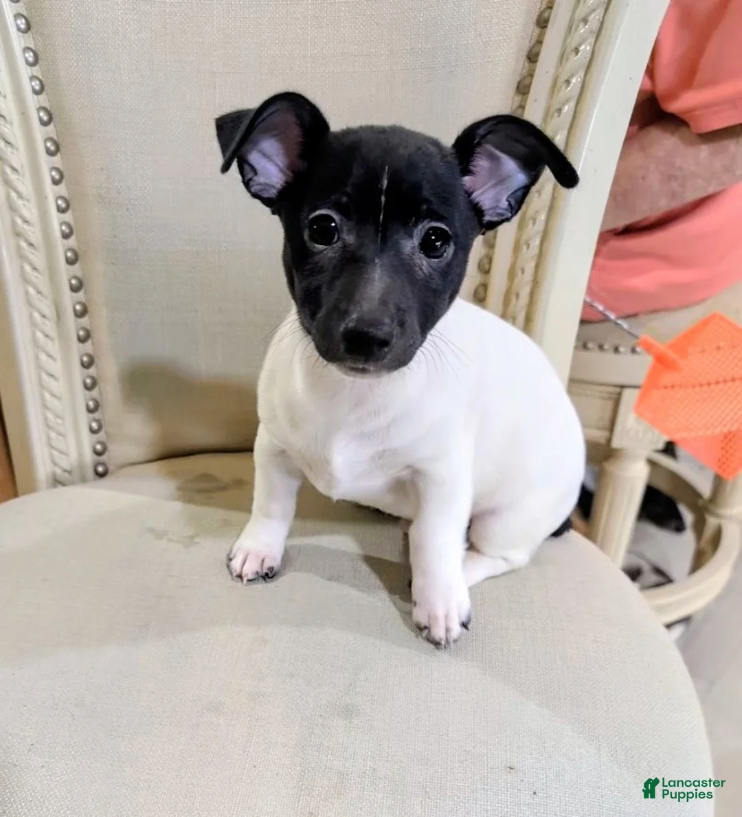 Teddy Roosevelt Terrier dogs for sale: LES - Ad 1