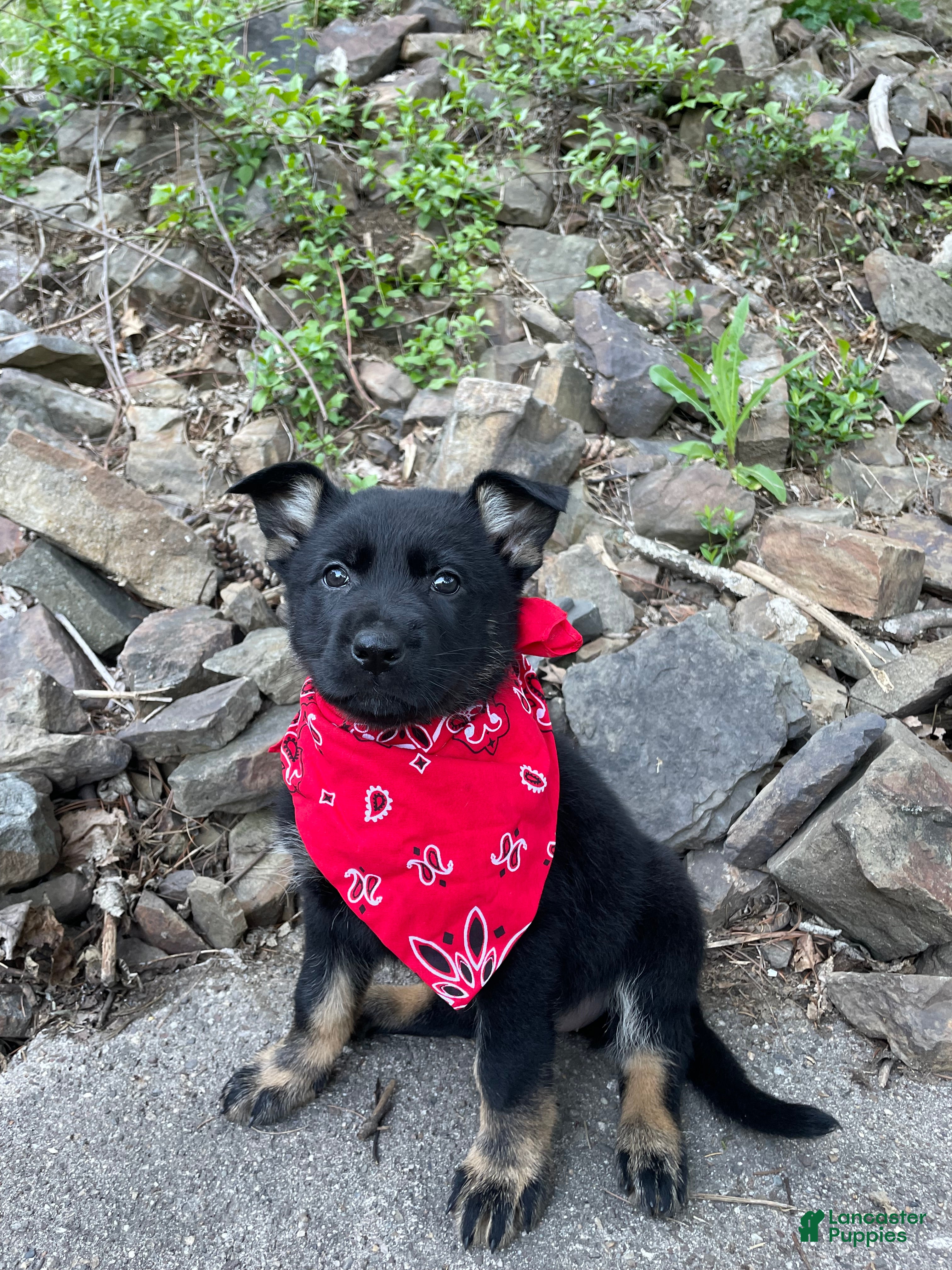 German Shepherd dogs Collar Red - Ad 2