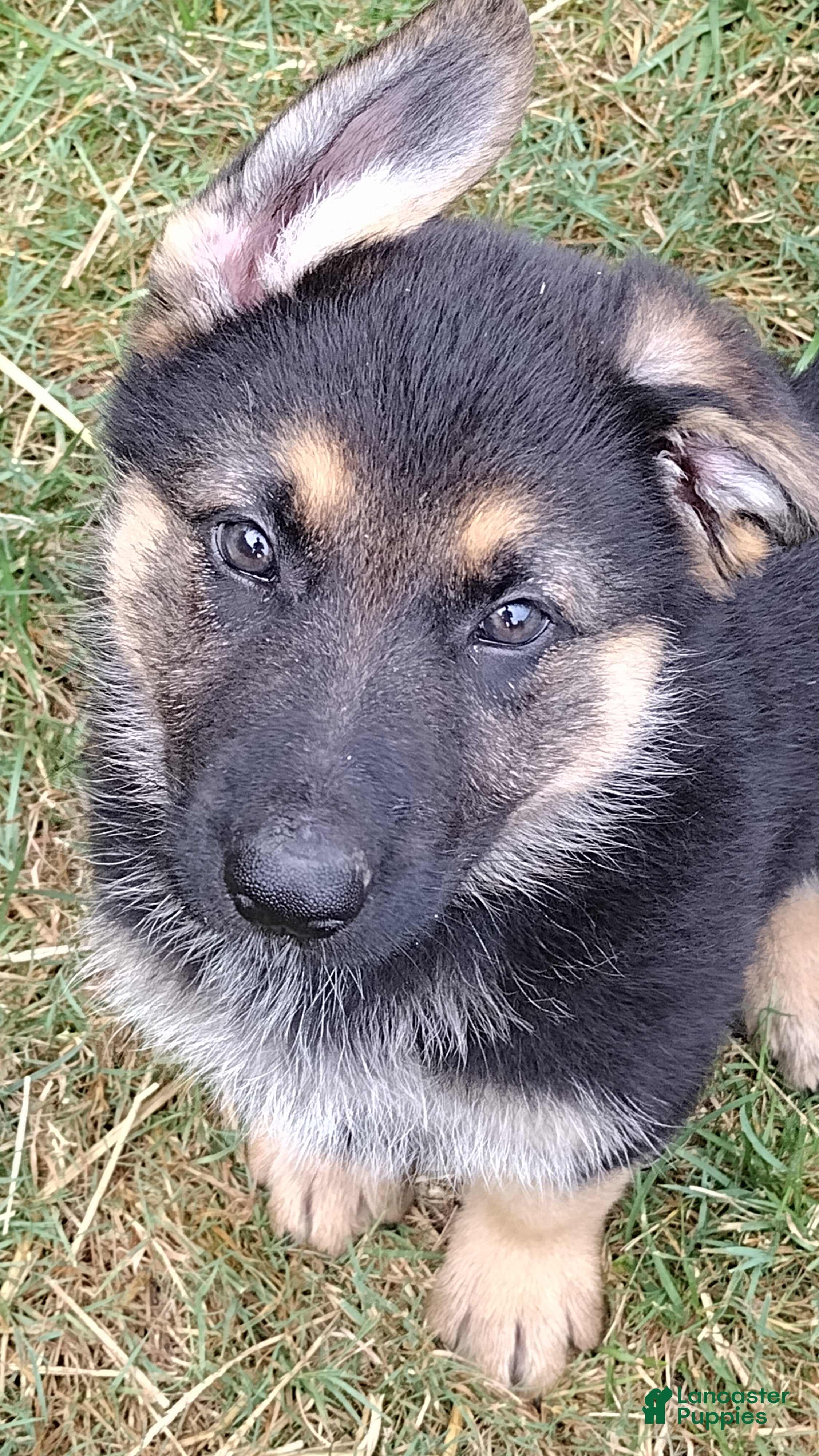 German Shepherd dogs Amy AKC - Ad 1