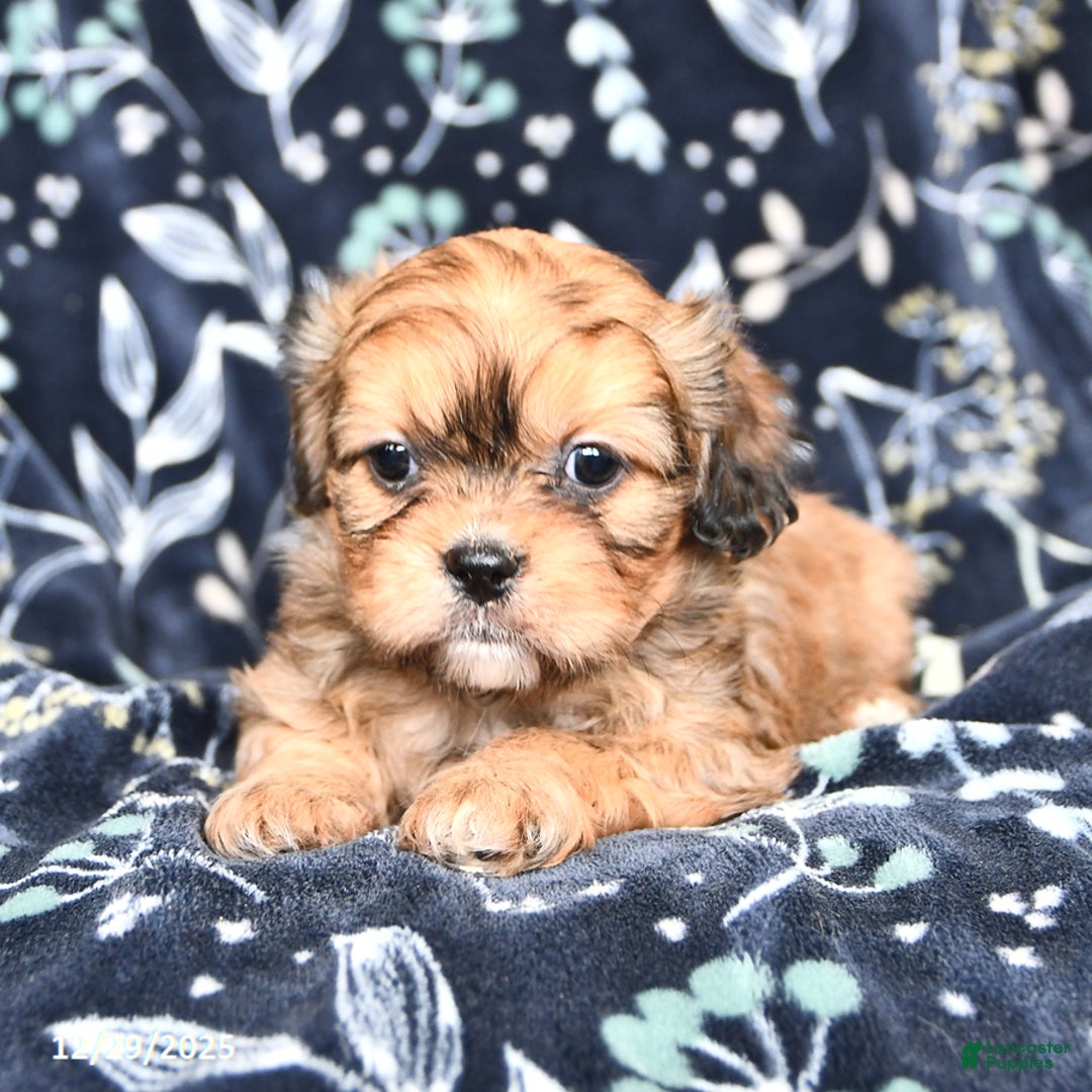 Mixed Breed dogs for sale: Bailey - Ad 4