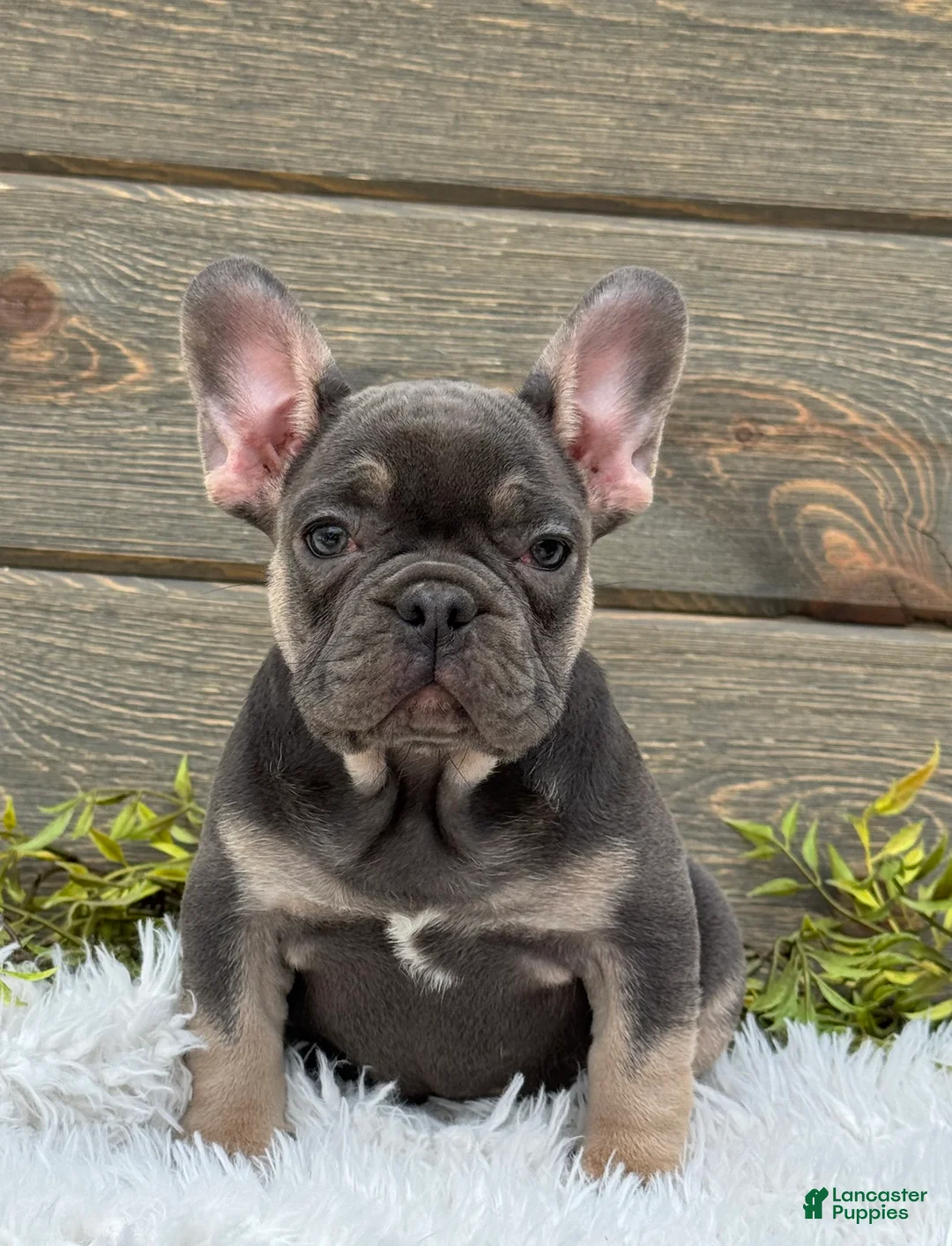 Mixed Breed dogs for sale: Bella - Ad 1