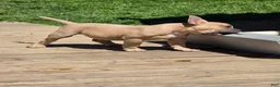 American Bully dogs for sale: Pixie - Ad 7