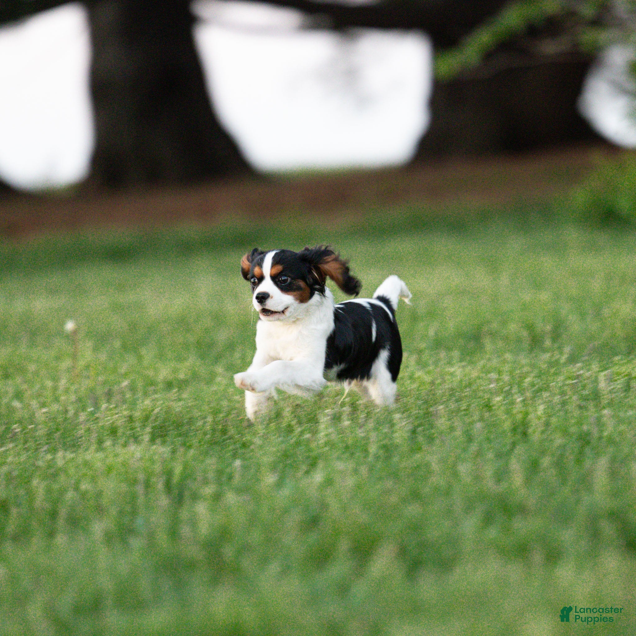 Cavalier King Charles Spaniel dogs Congo - House and Crate Trained - Ad 1
