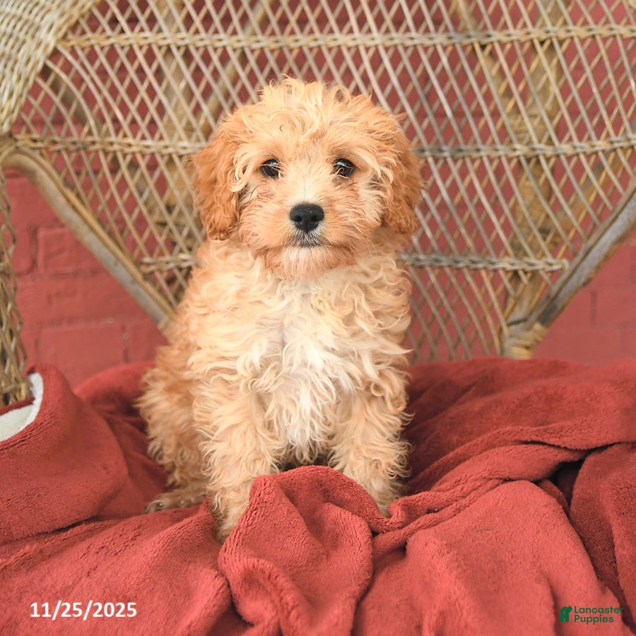 Cavapoo dogs Dixie - Ad 5