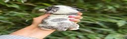 Cocker Spaniel dogs for sale: Cocker Spaniel 2 - Ad 2