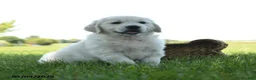 Golden Retriever dogs for sale: Landon - Ad 4