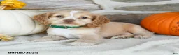 English Cocker Spaniel dogs for sale: Roxy - Ad 3