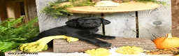 Labrador Retriever dogs for sale: Bingham - Ad 5