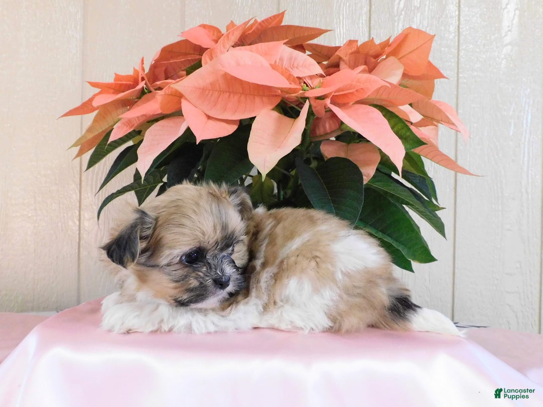 Teddy Bear dogs for sale: Oakley  - Ad 5