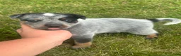 Australian Cattle Dog dogs for sale: Buck - Ad 9