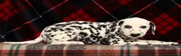 Dalmatian dogs for sale: Nellie - Ad 6
