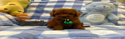 Toy Poodle dogs for sale: Teddy - Ad 14