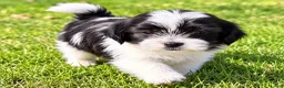 Shihpoo dogs for sale: Teddy - Ad 3