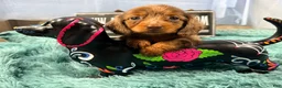 Miniature Dachshund dogs for sale: Champion bred lh female import dapple - Ad 7