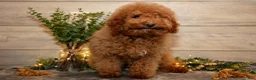 Mini Goldendoodle dogs for sale: Mario - Ad 3