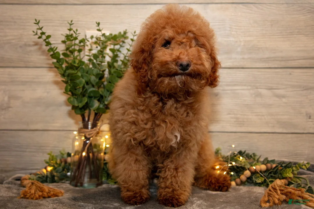 Mini Goldendoodle dogs for sale: Mario - Ad 3