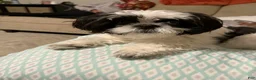 Shih Tzu dogs for sale: Shih Tzu 1 - Ad 2
