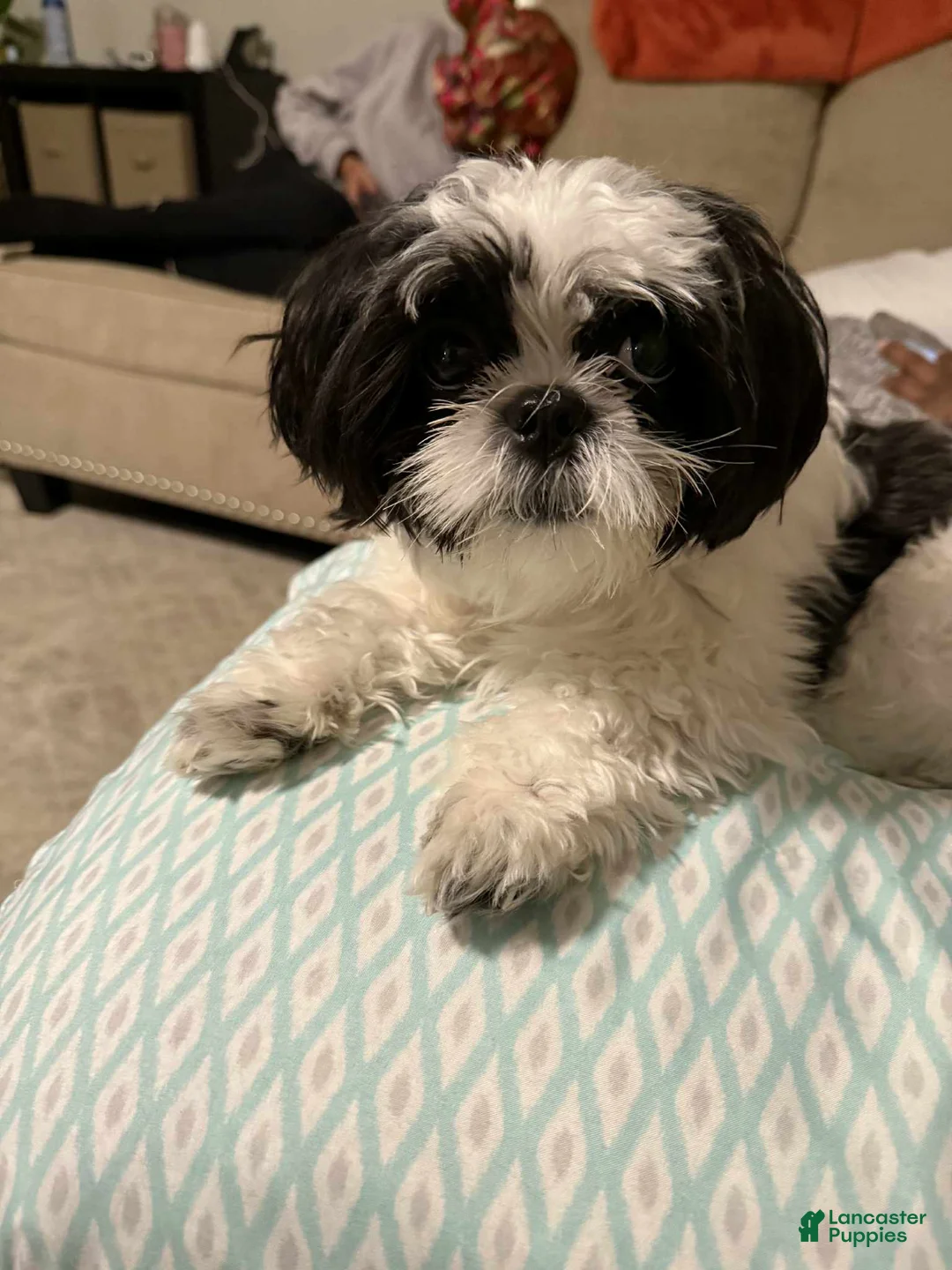 Shih Tzu dogs for sale: Shih Tzu 1 - Ad 2