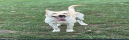 Gerberian Shepsky dogs for sale: Zenzi - Ad 2