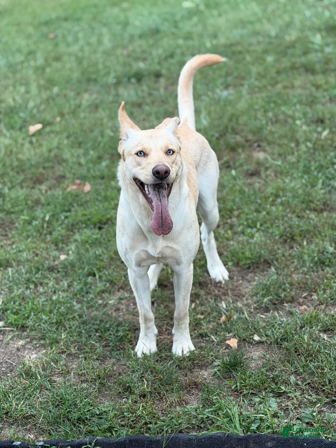 Gerberian Shepsky dogs for sale: Zenzi - Ad 2
