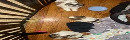 Shih Tzu dogs for sale: Shih Tzu 1 - Ad 2