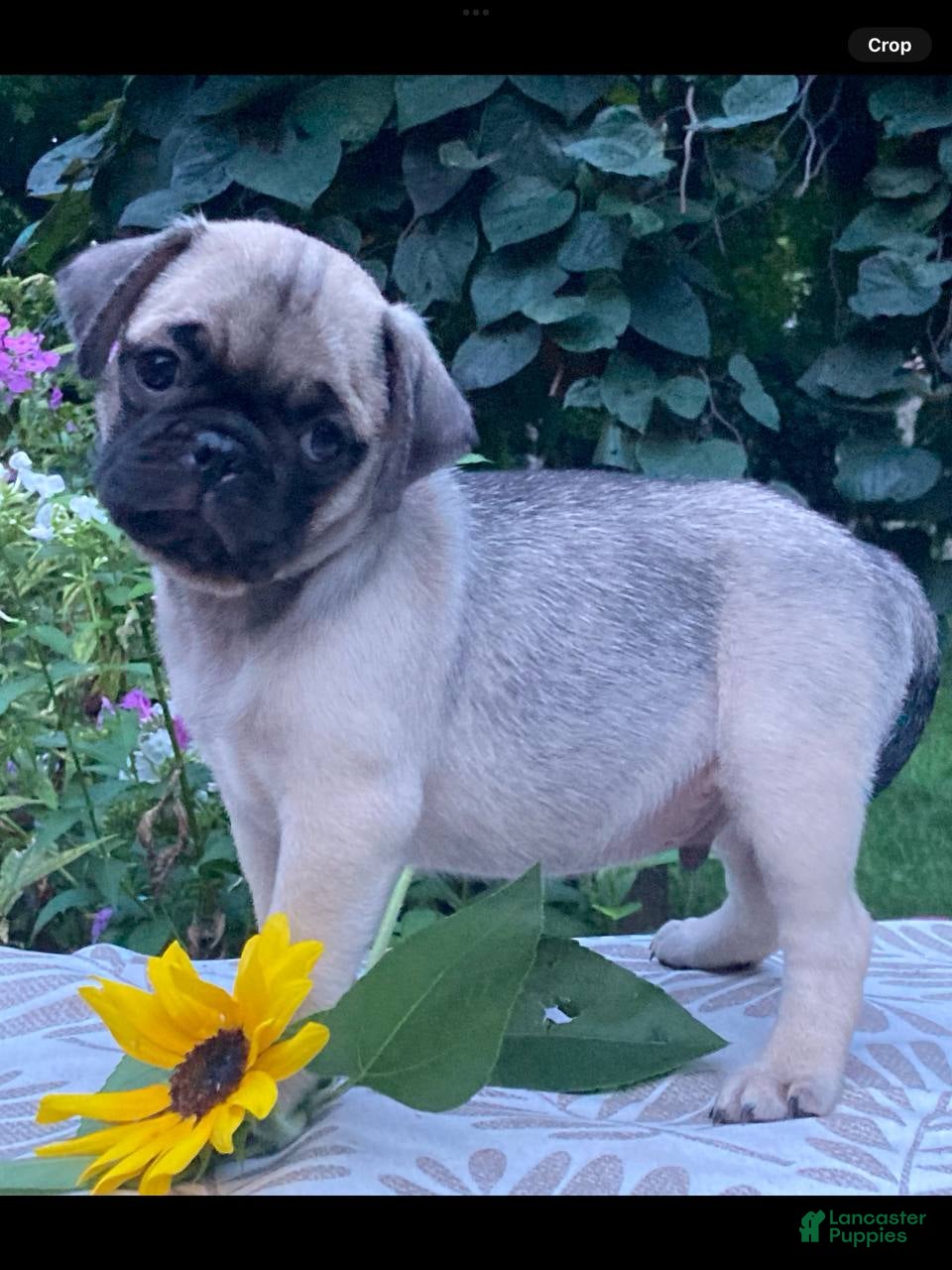 Pug dogs Pug 2 - Ad 1