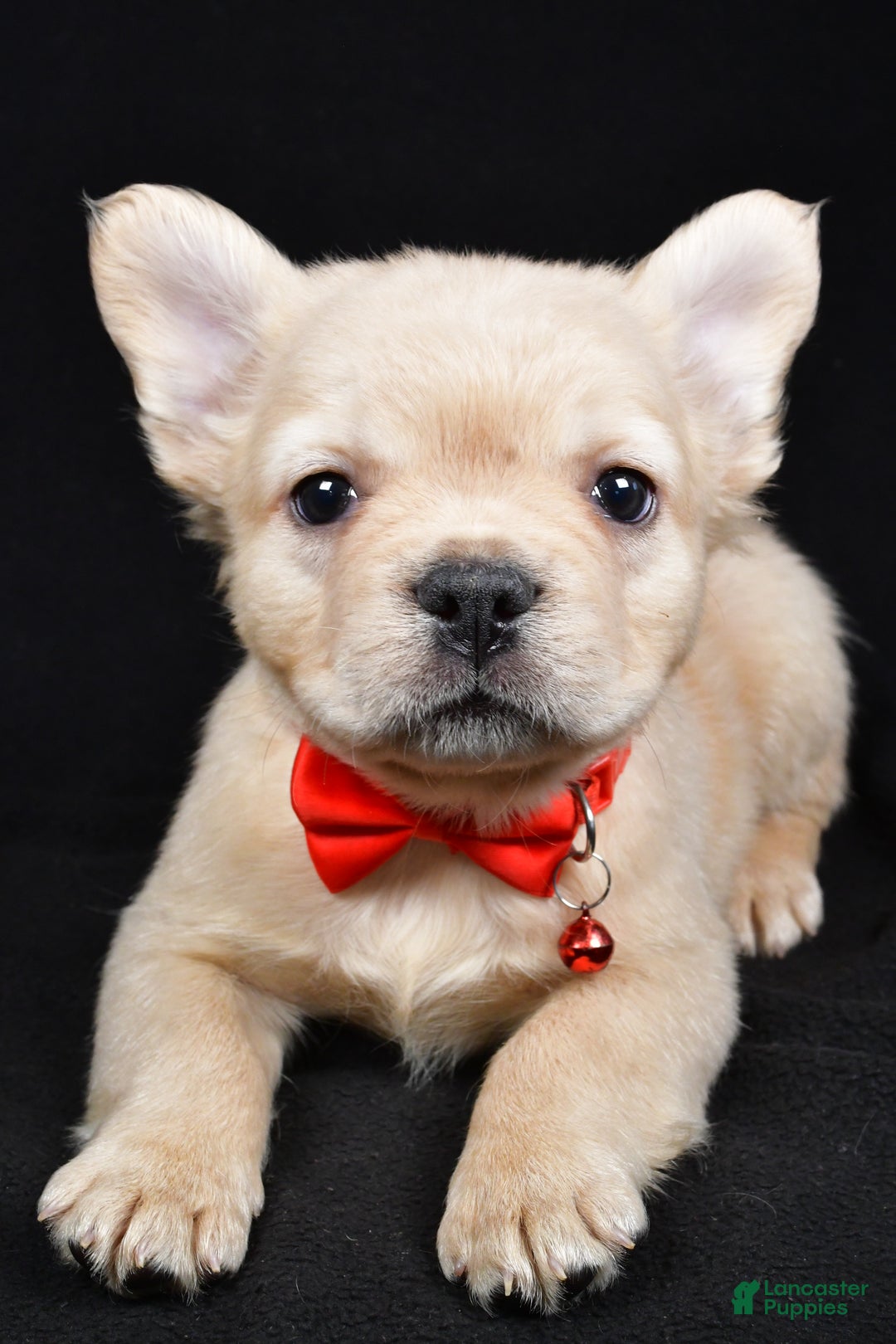 French Bulldog dogs for sale: Maverick  - Ad 4