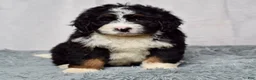 Bernedoodle dogs for sale: Wyatt - Ad 1