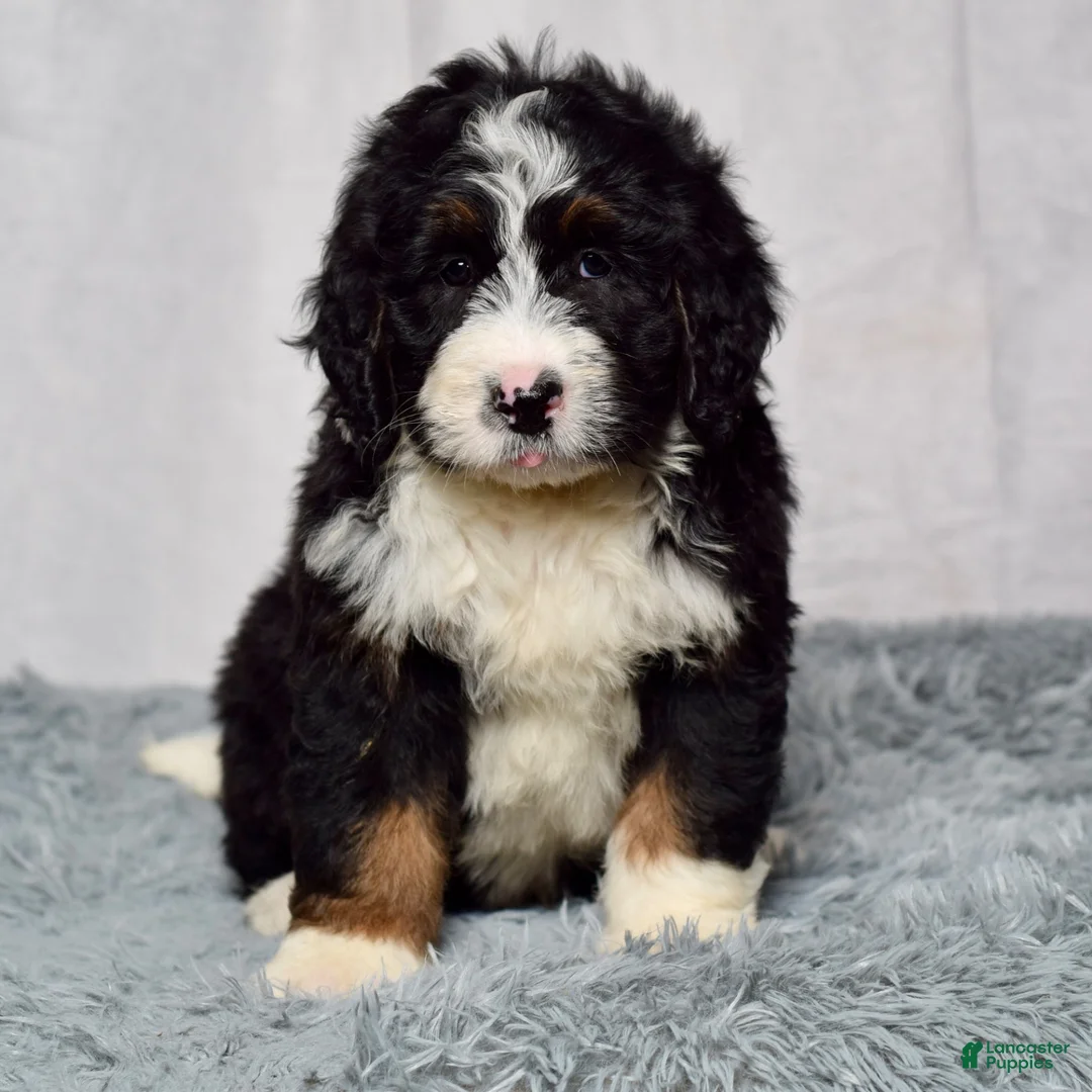 Bernedoodle dogs for sale: Wyatt - Ad 1