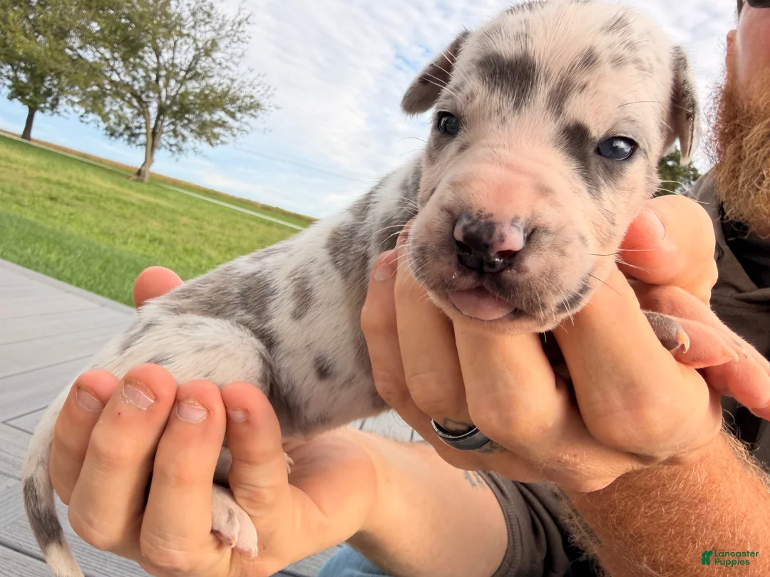 Great Dane dogs for sale: Opal  - Ad 1