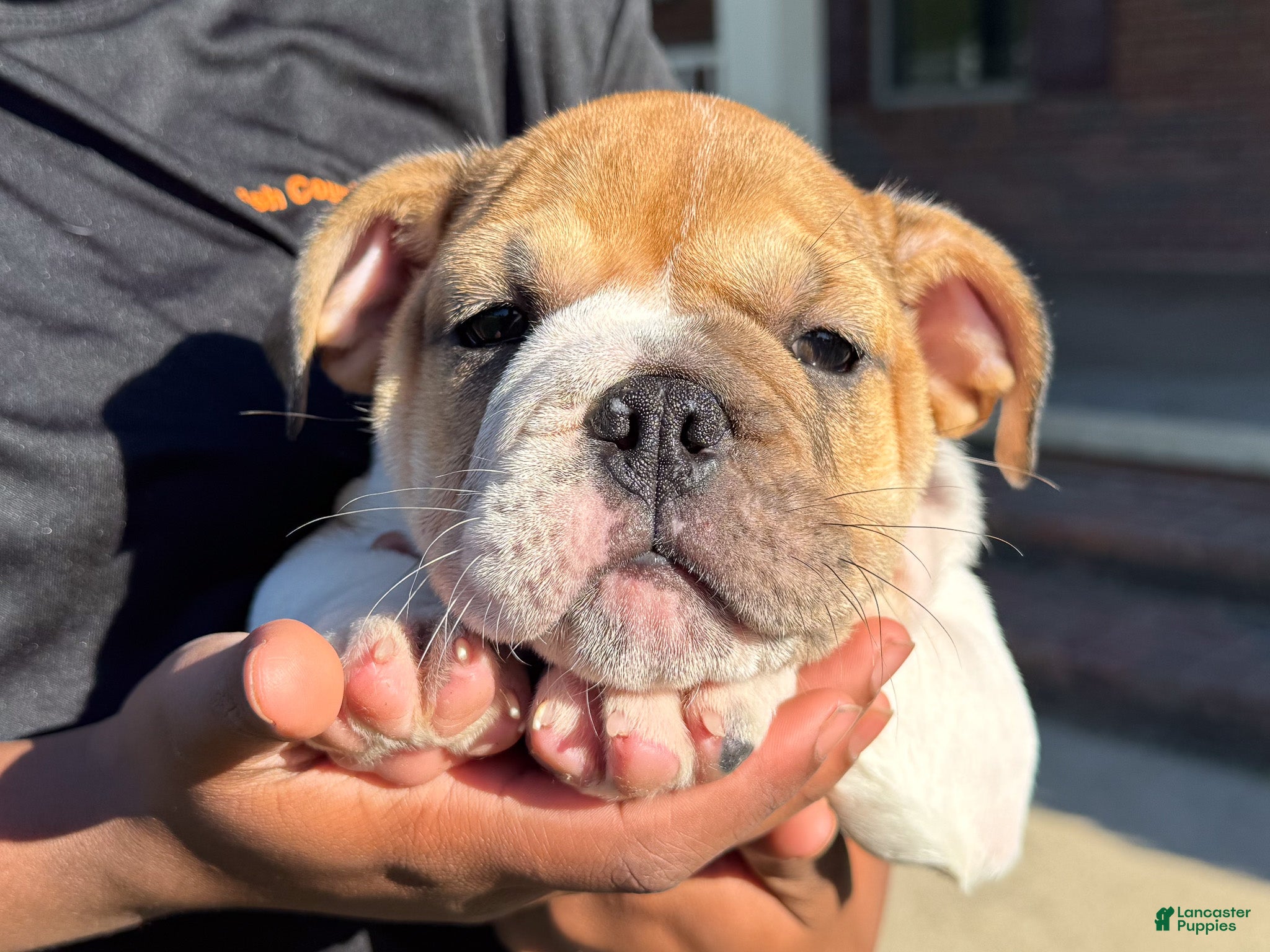 English Bulldog dogs Precious - Ad 1