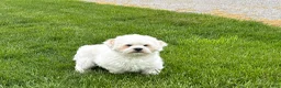 Lhasa Apso dogs for sale: Beau - Ad 7
