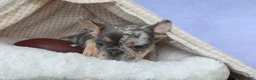 French Bulldog dogs for sale: Ike 💙 - Ad 4