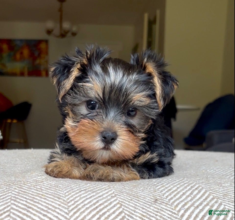 Yorkshire Terrier dogs Coco - Ad 1