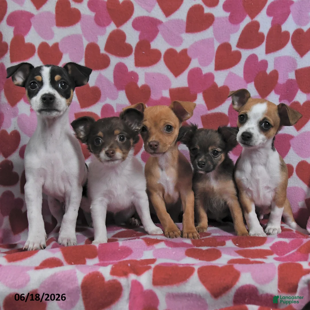 Chihuahua dogs for sale: Trixie - Ad 5