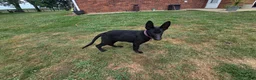 German Shepherd dogs for sale: German Shepherd 4 - Ad 4