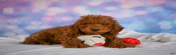 Miniature Poodle dogs for sale: Joey - Ad 6