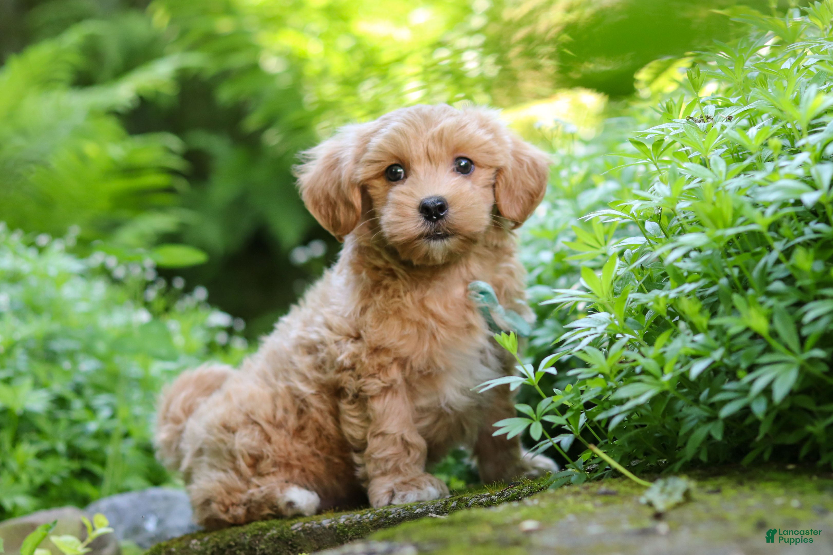 Maltipoo dogs Christopher - Ad 2