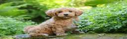 Maltipoo dogs for sale: Christopher - Ad 2